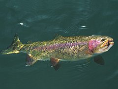 Rainbow Trout